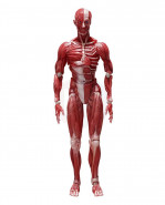 Original Character Figma akčná figúrka Human Anatomical Model 15 cm